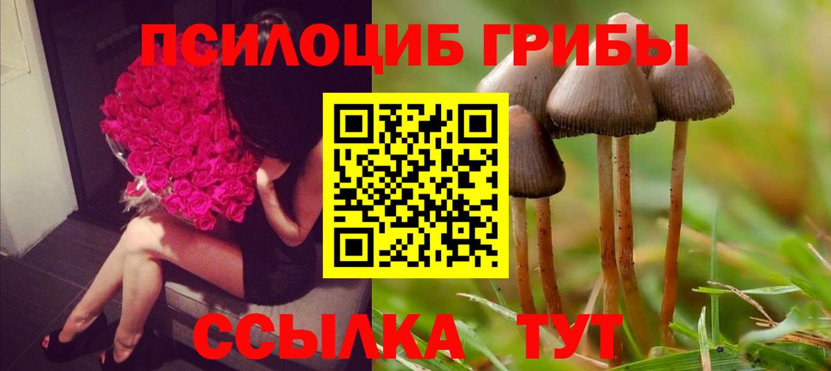 Псилоцибиновые грибы Psilocybe Острогожск
